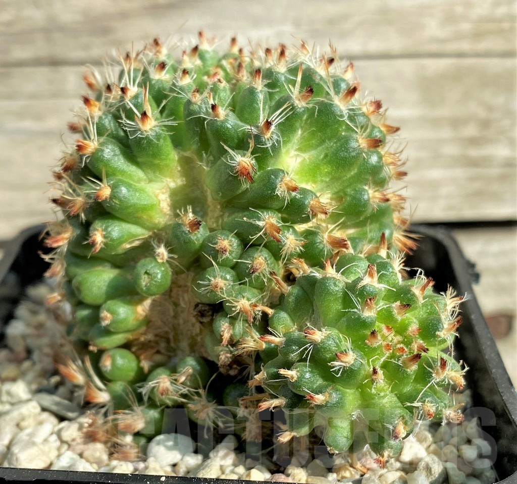 SHPR32866 Mammillaria f. monstrosa - Image 3