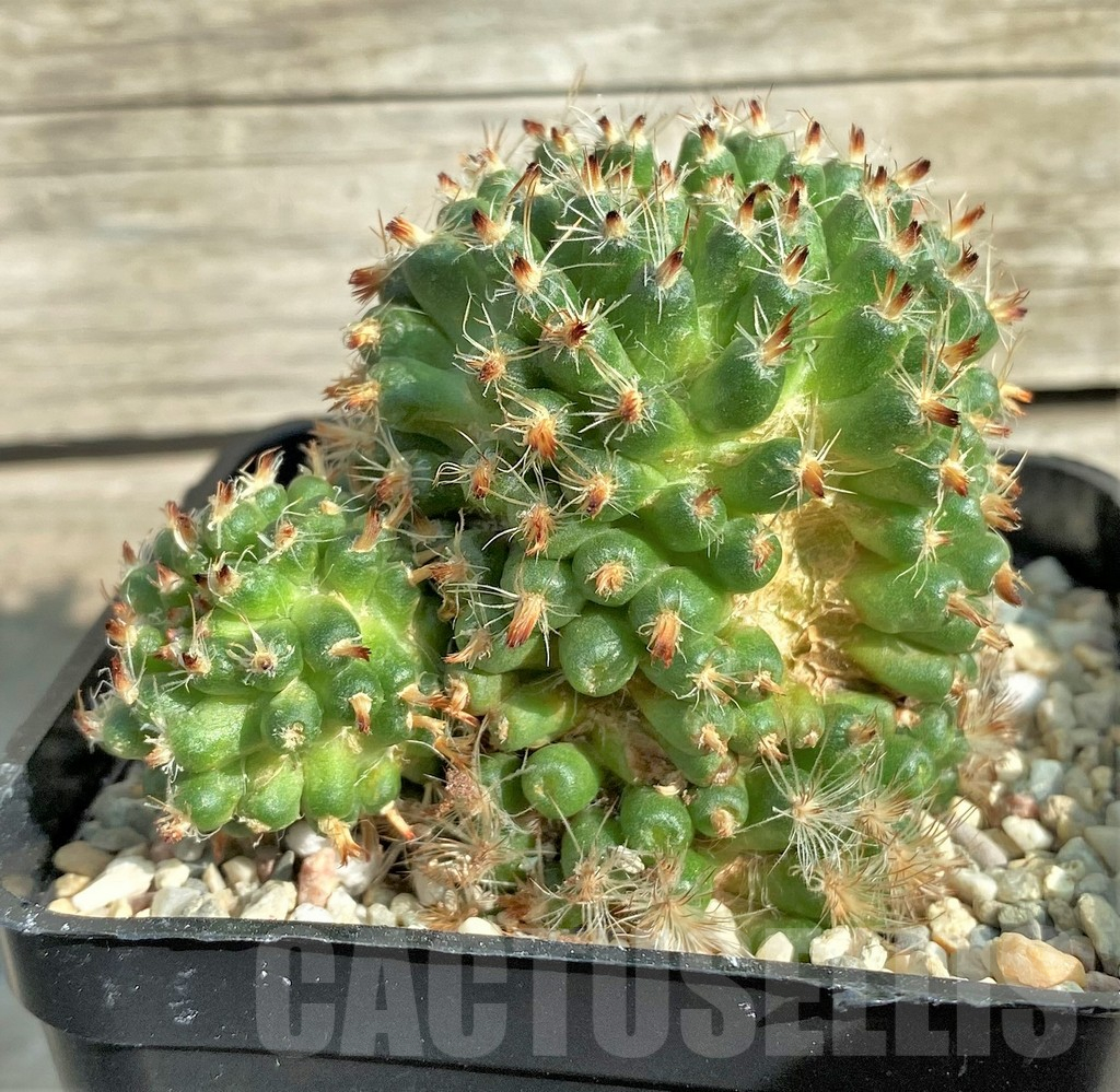 SHPR32866 Mammillaria f. monstrosa - Image 2