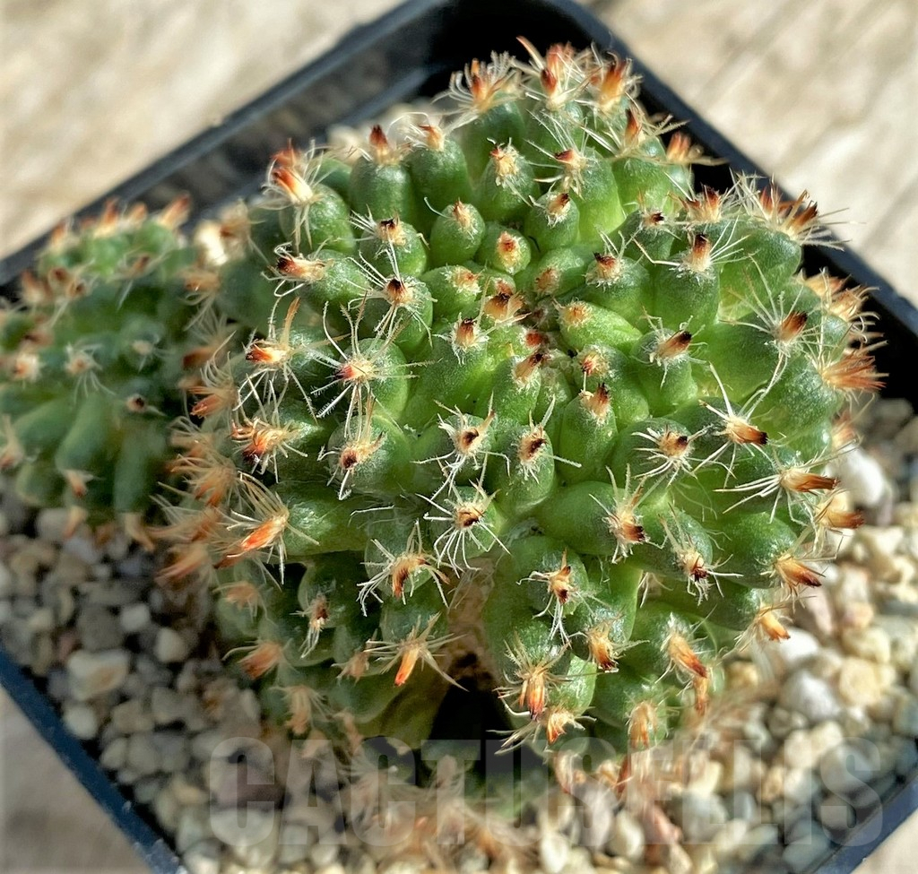 SHPR32866 Mammillaria f. monstrosa - Image 4