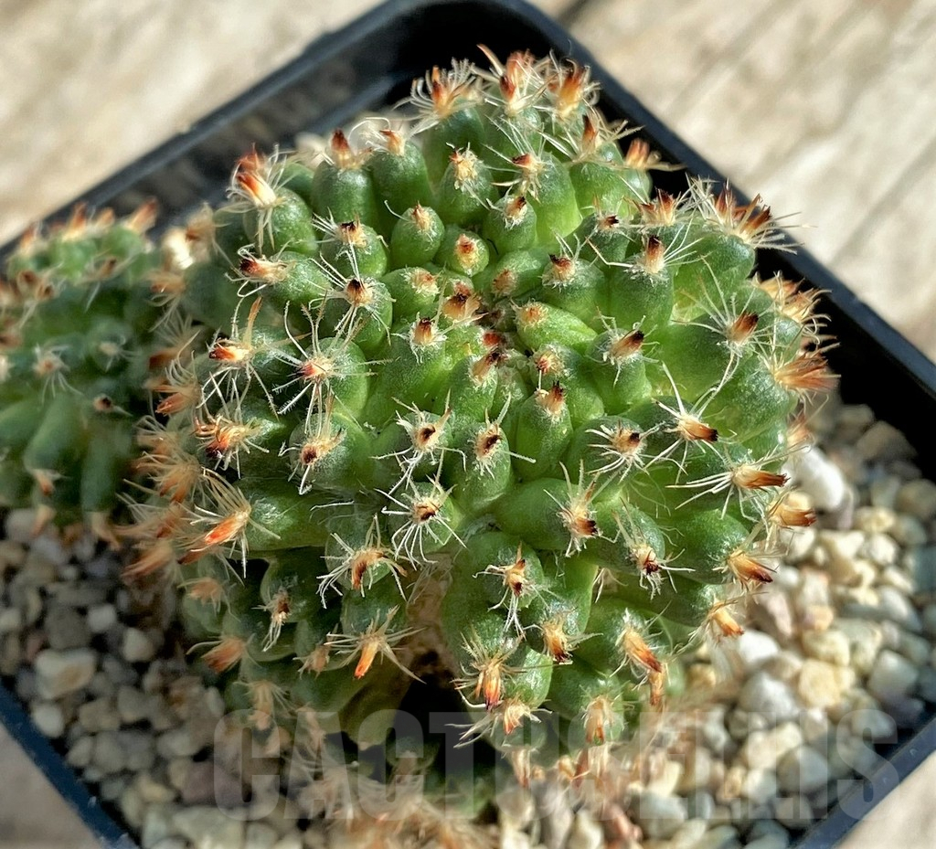 SHPR32866 Mammillaria f. monstrosa