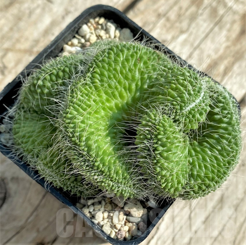 SHPR32867 Mammillaria 'Un Pico' f. cristata - Image 2