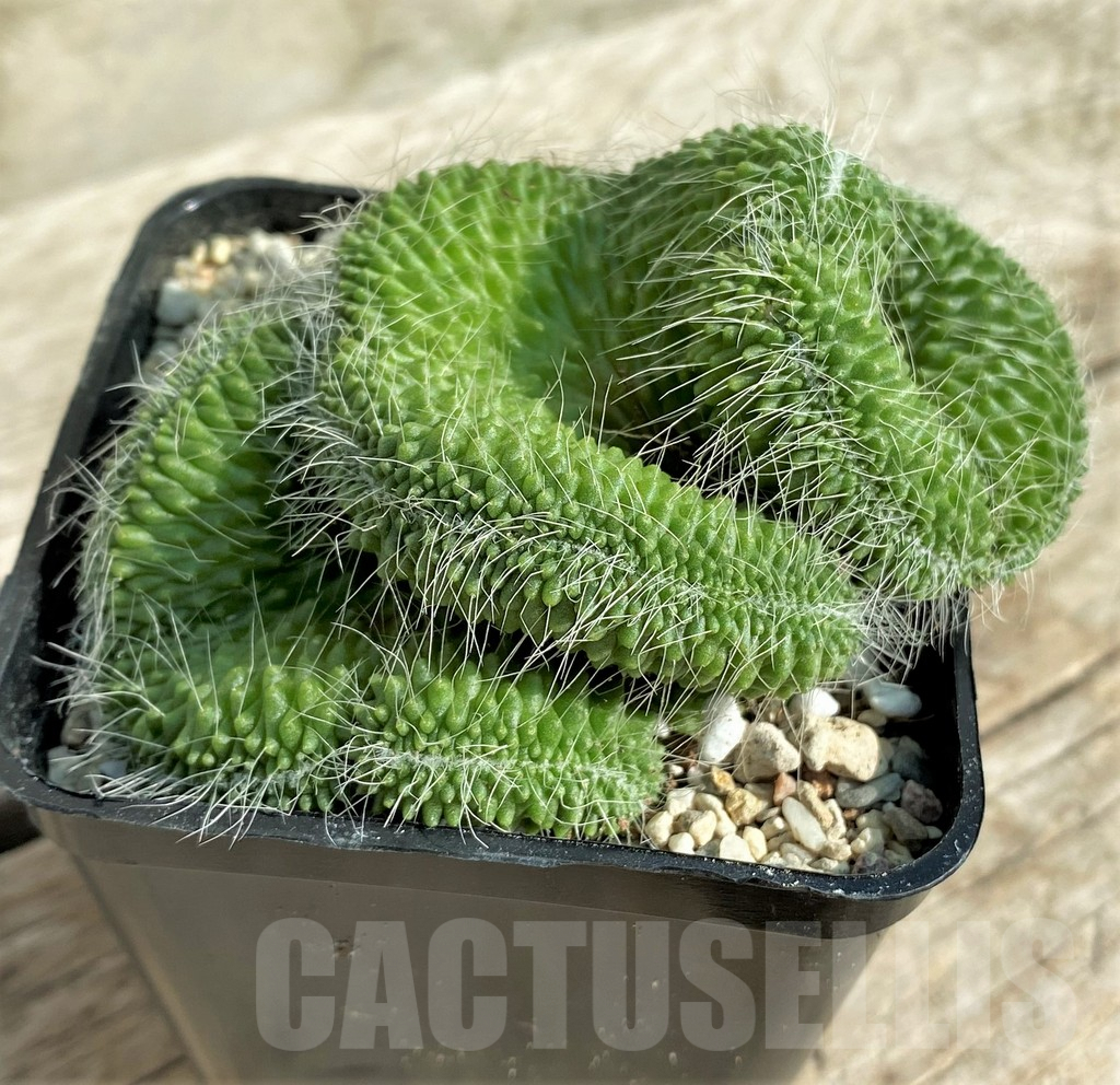 SHPR32867 Mammillaria 'Un Pico' f. cristata