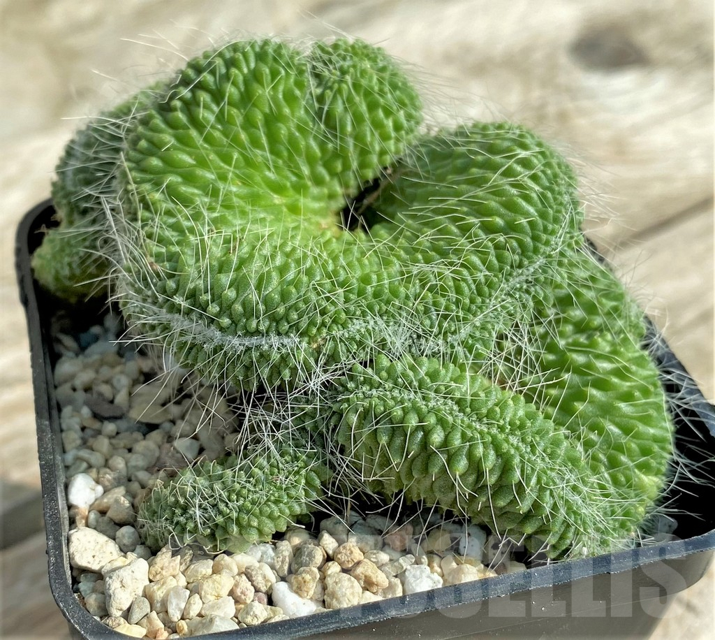 SHPR32867 Mammillaria 'Un Pico' f. cristata - Image 3