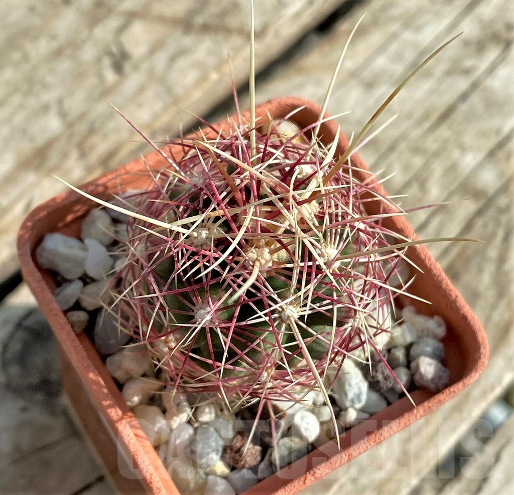 SHPR32868 Thelocactus bicolor v. texensis - Image 2