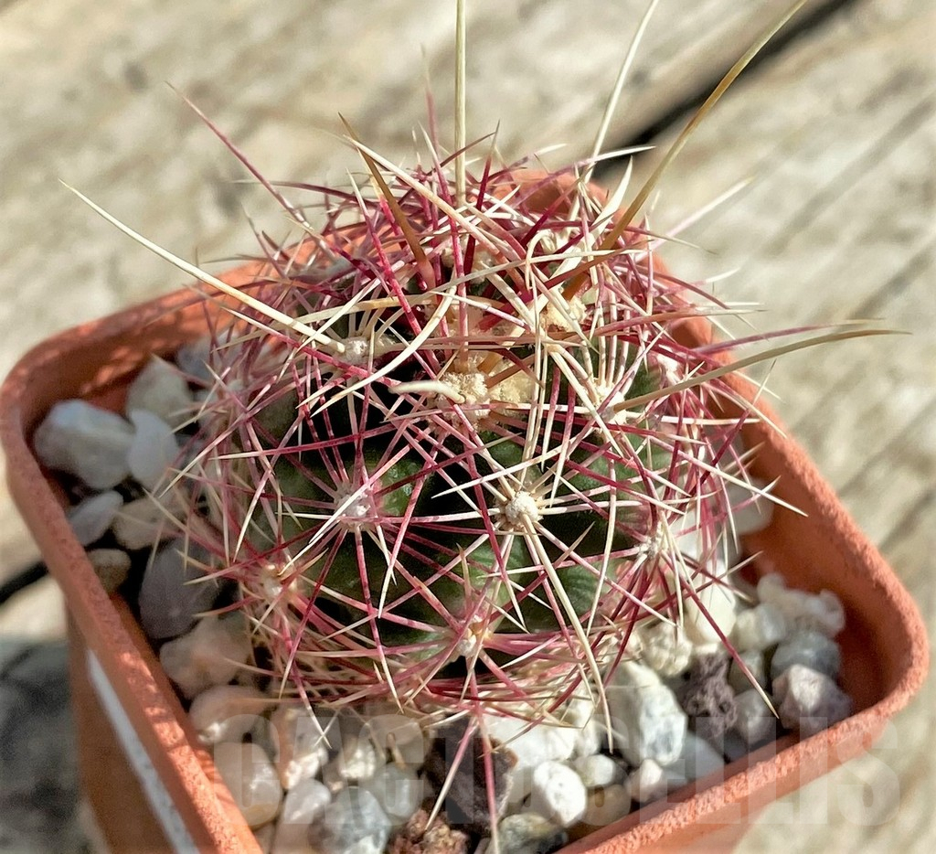 SHPR32868 Thelocactus bicolor v. texensis