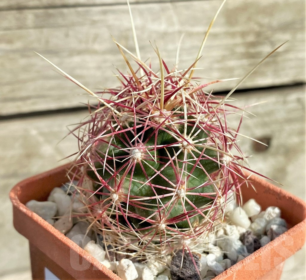 SHPR32868 Thelocactus bicolor v. texensis - Image 3
