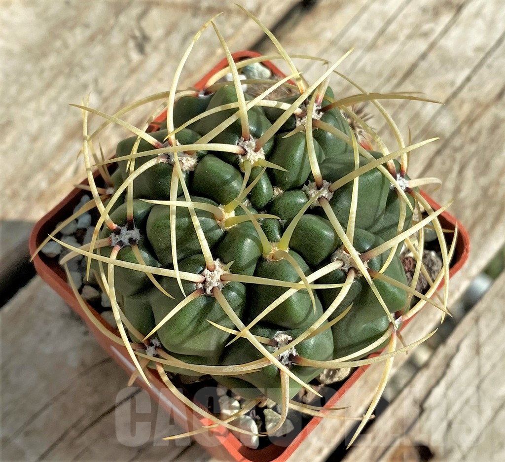SHPR32869 Gymnocalycium monvillei RER319 - Image 2