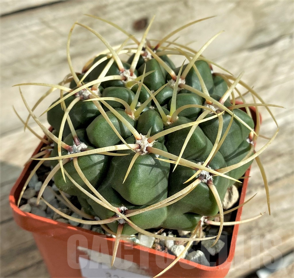 SHPR32869 Gymnocalycium monvillei RER319