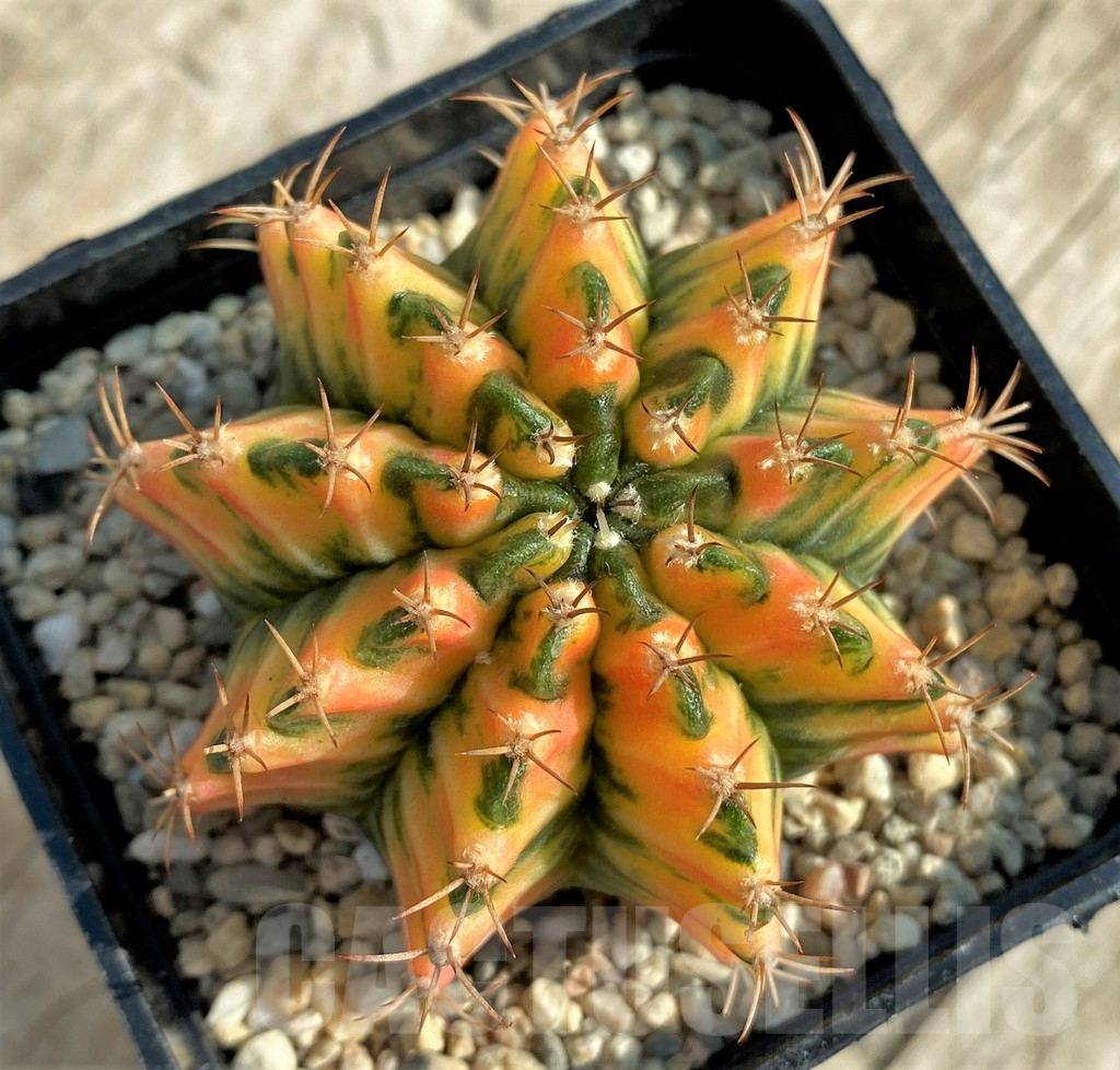 SHPR32870 Gymnocalycium mihanovichii f. variegata, seedling - Зображення 2
