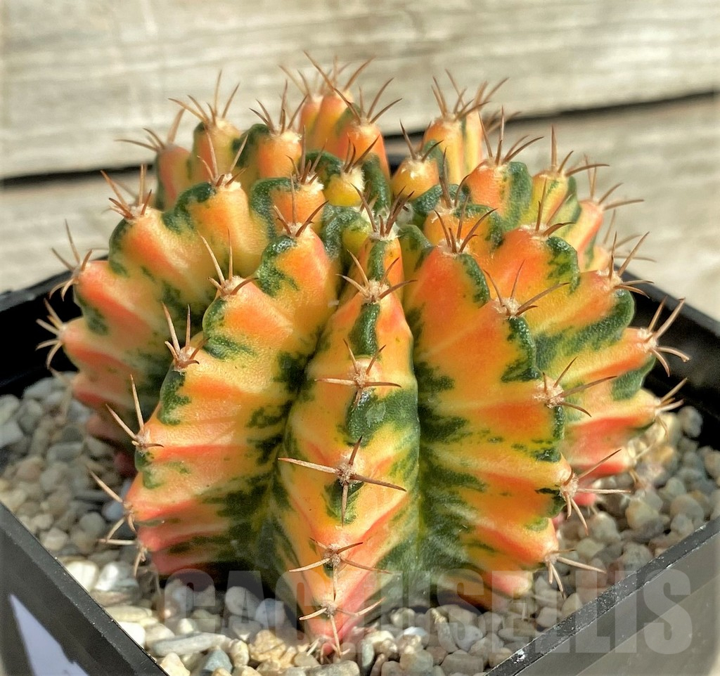 SHPR32870 Gymnocalycium mihanovichii f. variegata, seedling - Зображення 3