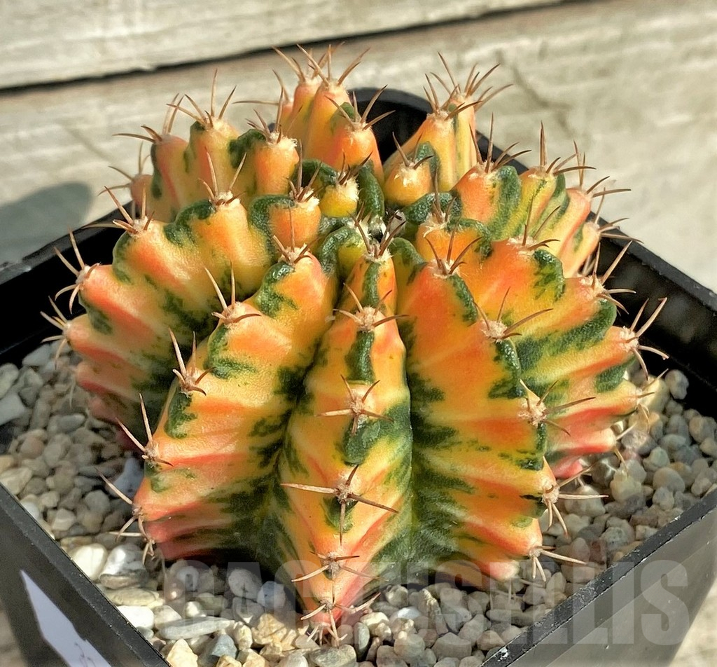 SHPR32870 Gymnocalycium mihanovichii f. variegata, seedling