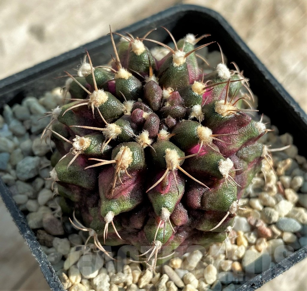 SHPR32871 Gymnocalycium mihanovichii T-rex - Зображення 2