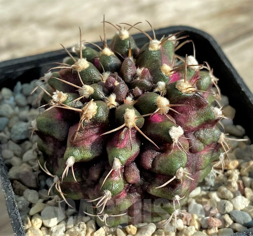 SHPR32871 Gymnocalycium mihanovichii T-rex