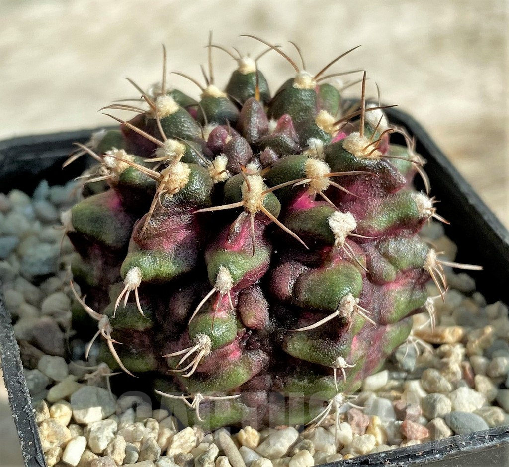 SHPR32871 Gymnocalycium mihanovichii T-rex - Зображення 3