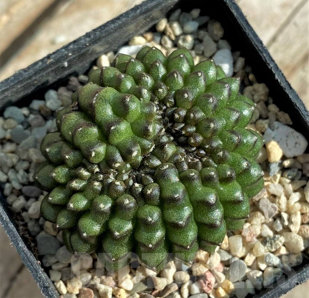 SHPR32872 Gymnocalycium mihanovichii 'inermis' f. cristata - Зображення 2