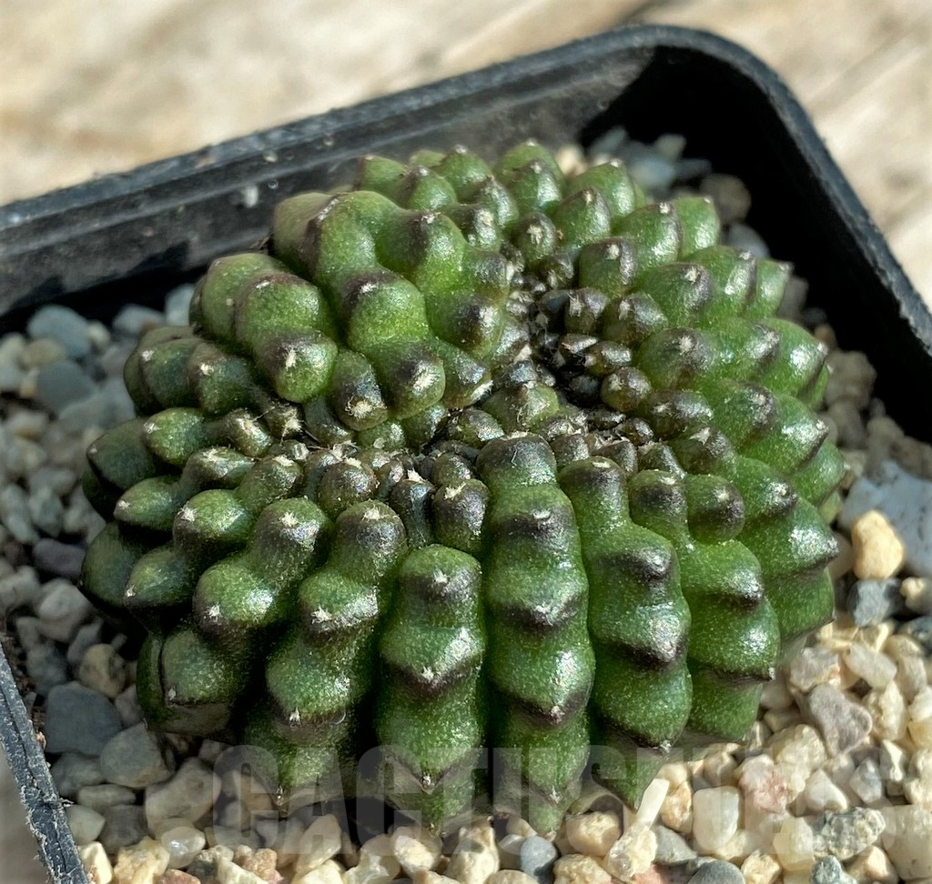 SHPR32872 Gymnocalycium mihanovichii 'inermis' f. cristata