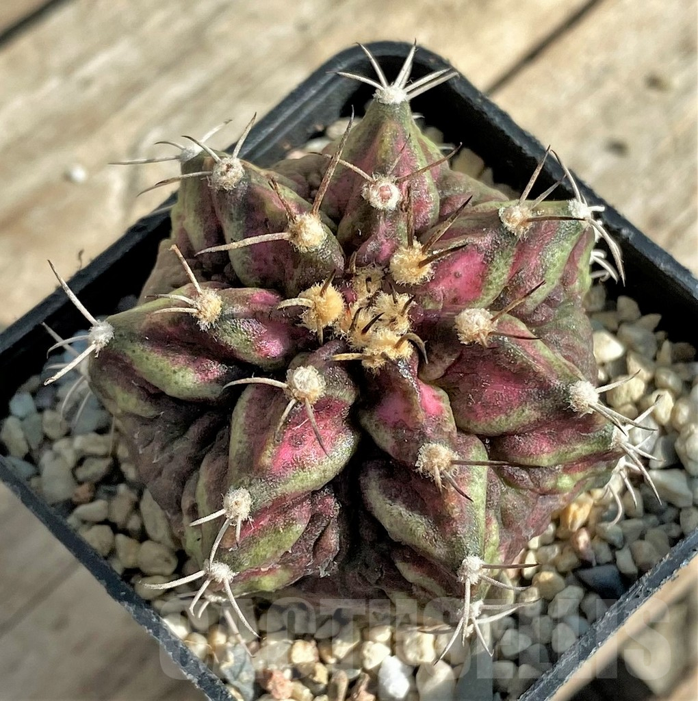 SHPR32873 Gymnocalycium mihanovichii T-rex – Bild 2
