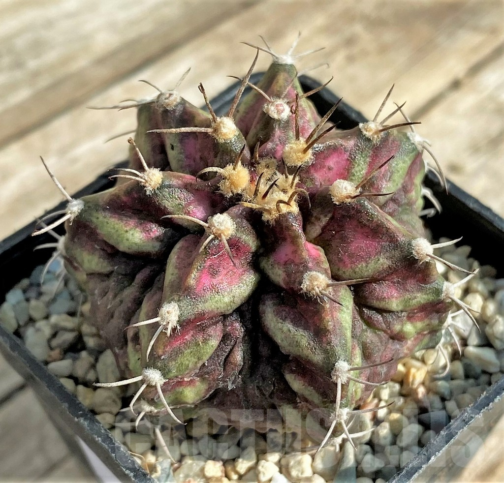 SHPR32873 Gymnocalycium mihanovichii T-rex