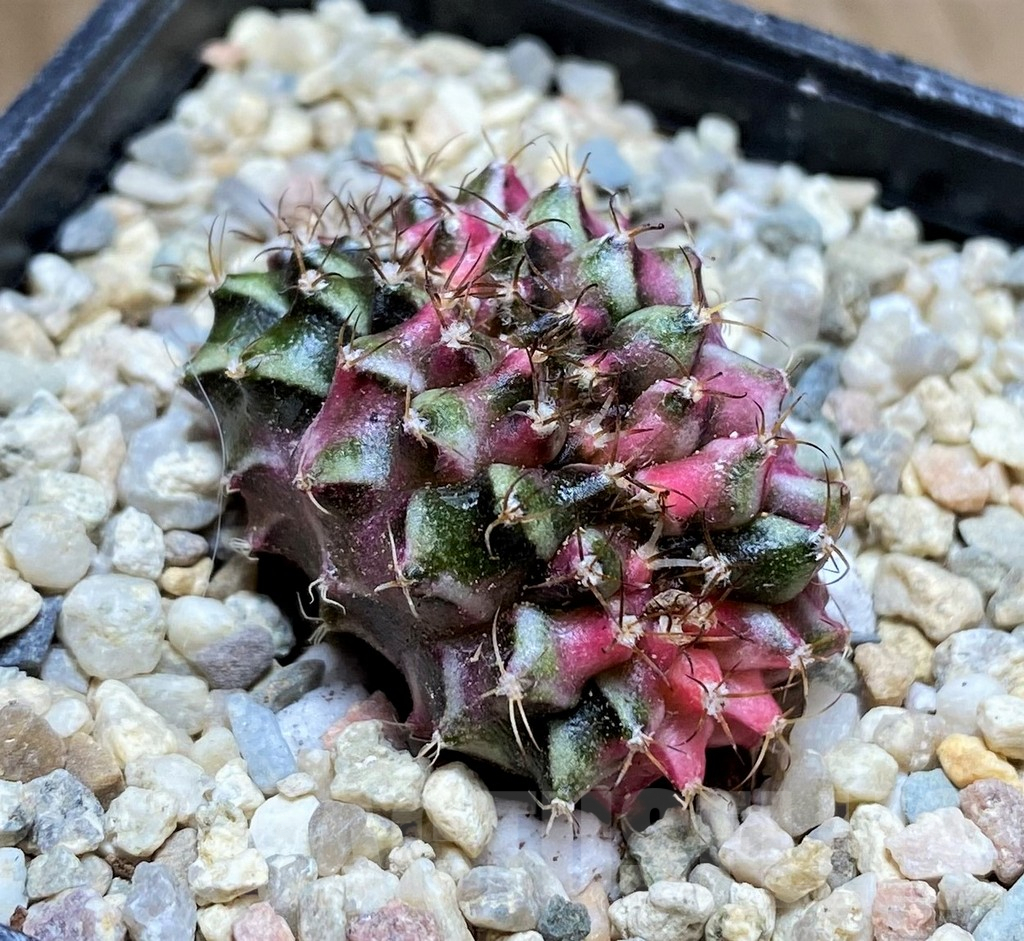 SHPR32875 Gymnocalycium mihanovichii variegata f. cristata