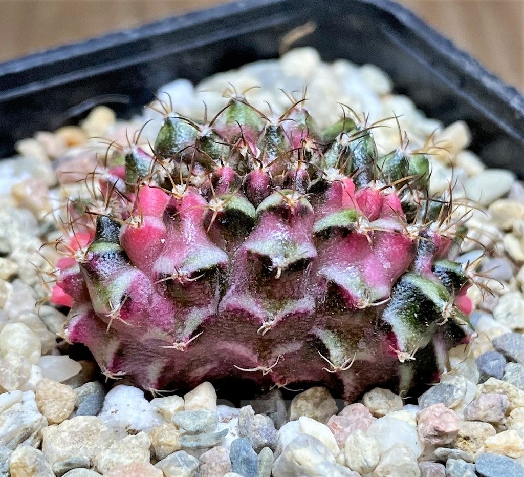 SHPR32875 Gymnocalycium mihanovichii variegata f. cristata – Bild 2