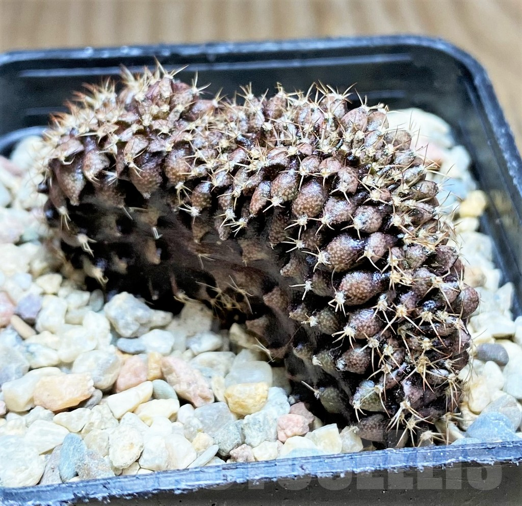 SHPR32876 Gymnocalycium mihanovichii f. cristata – Bild 2
