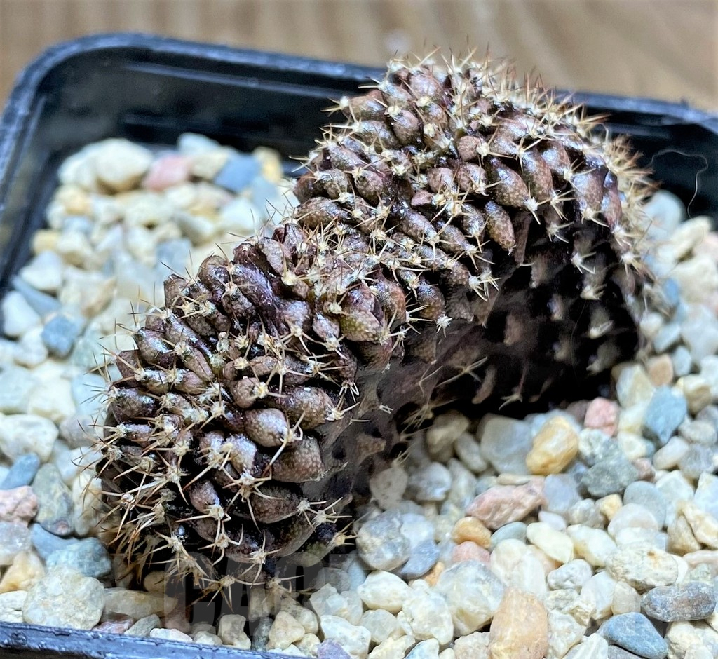 SHPR32876 Gymnocalycium mihanovichii f. cristata