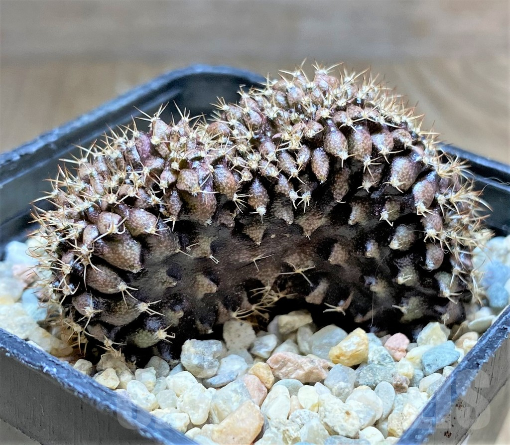 SHPR32876 Gymnocalycium mihanovichii f. cristata – Bild 3