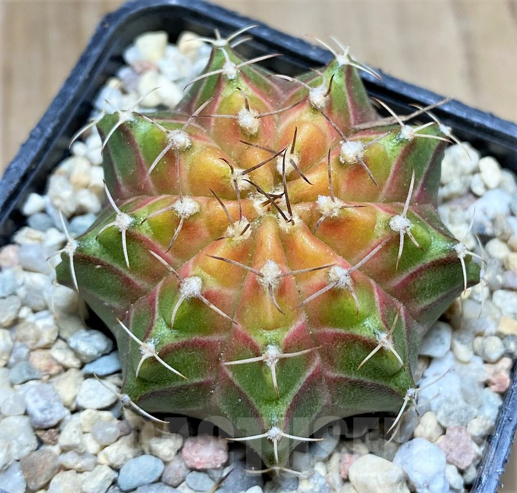 SHPR32877 Gymnocalycium mihanovichii 'Neon'