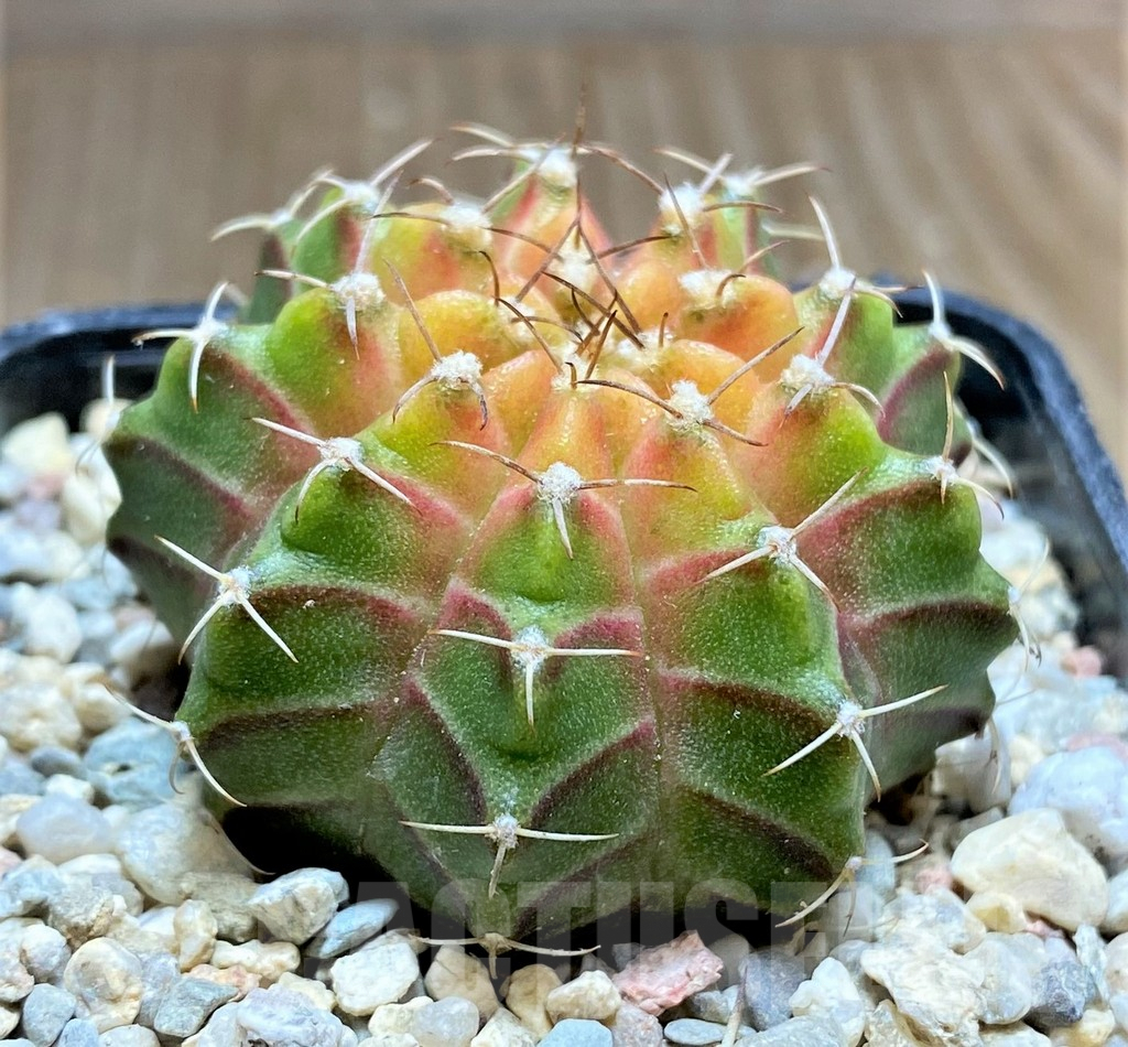 SHPR32877 Gymnocalycium mihanovichii 'Neon' – Bild 2