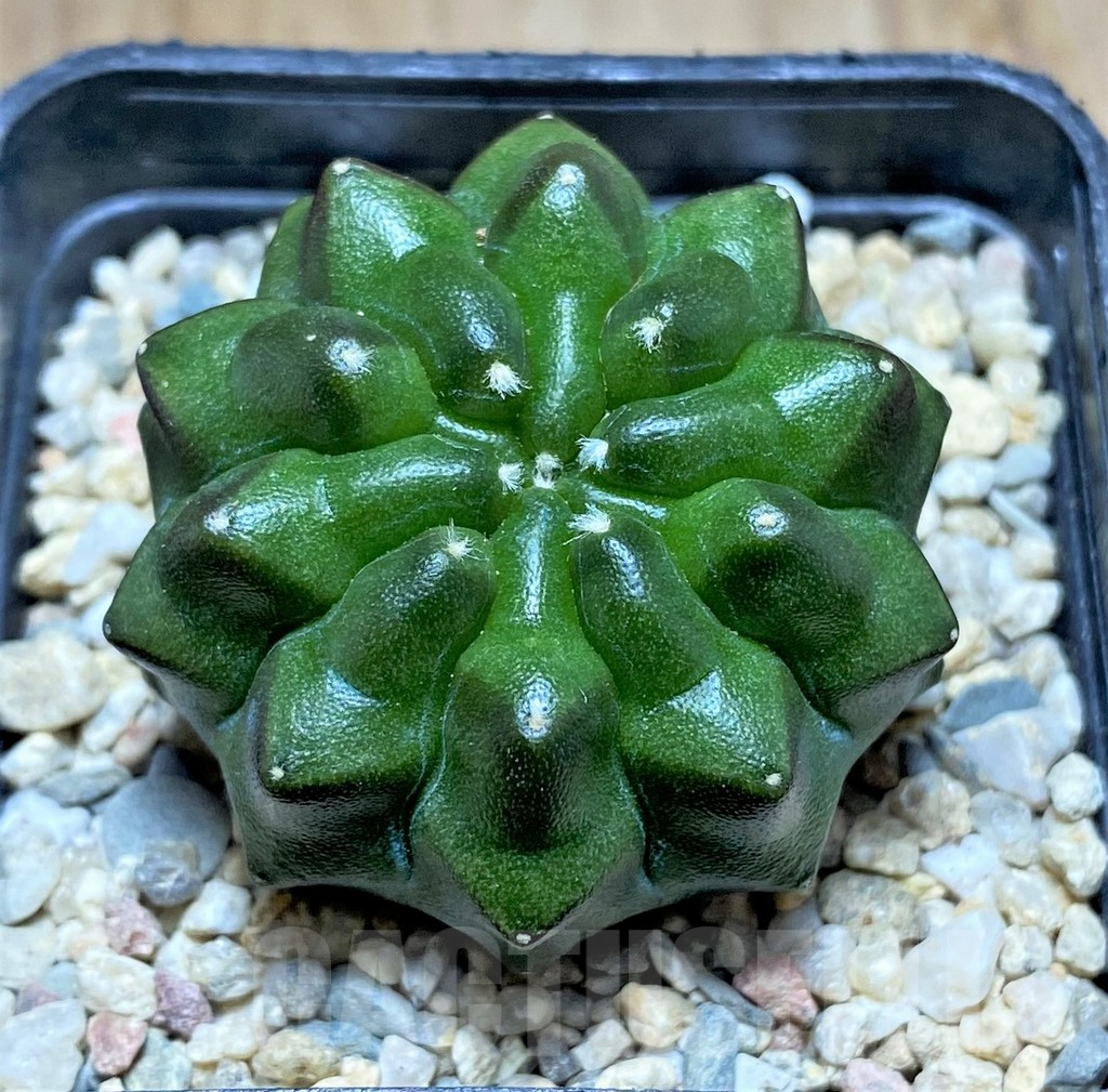SHPR32878 Gymnocalycium mihanovichii ‘inermis’