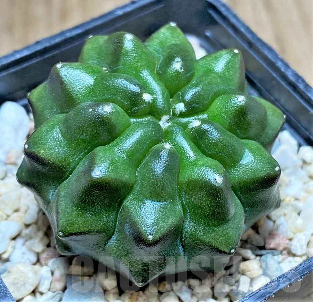SHPR32878 Gymnocalycium mihanovichii ‘inermis’ - Image 2