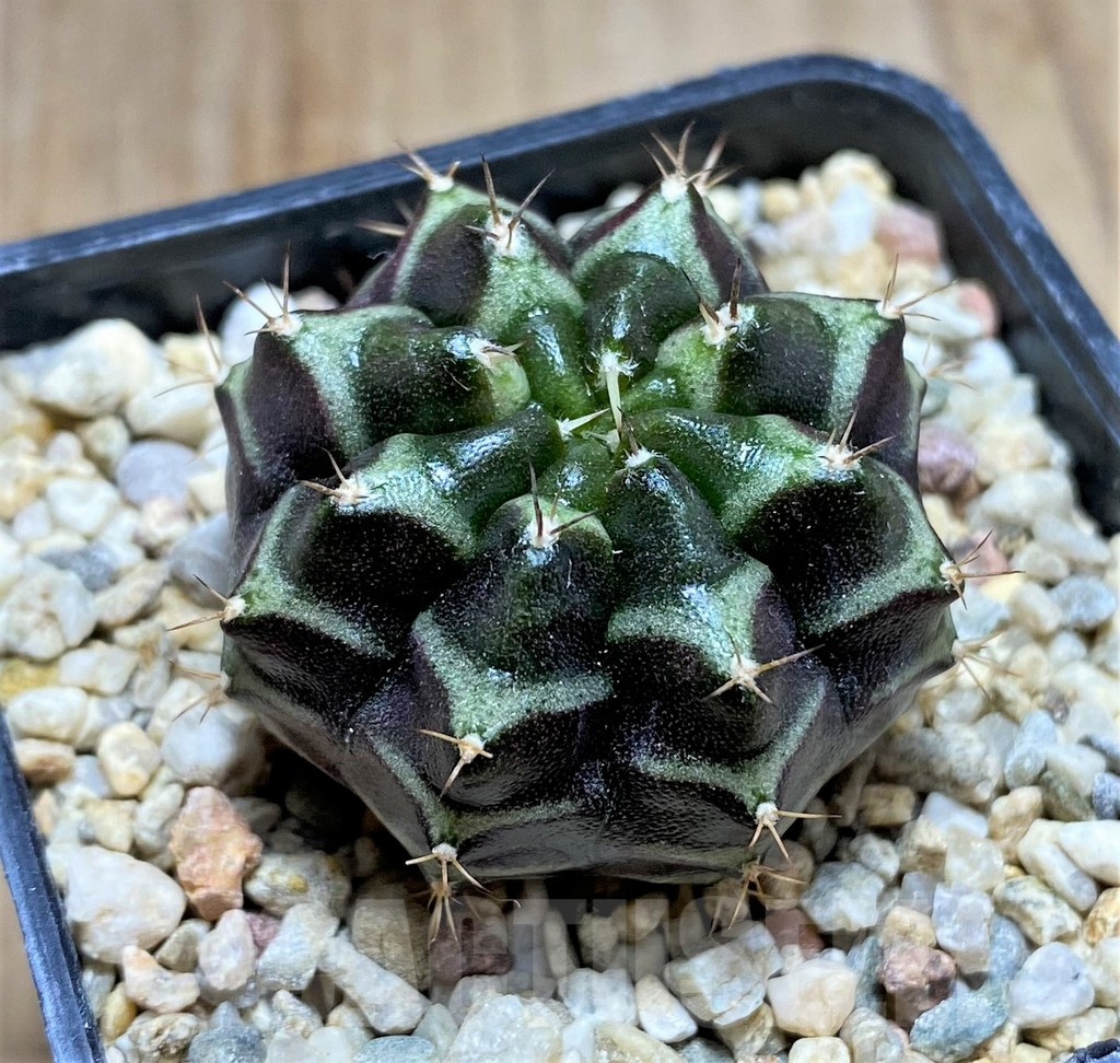 SHPR32879 Gymnocalycium mihanovichii 'Day Dream', seedling – Image 2