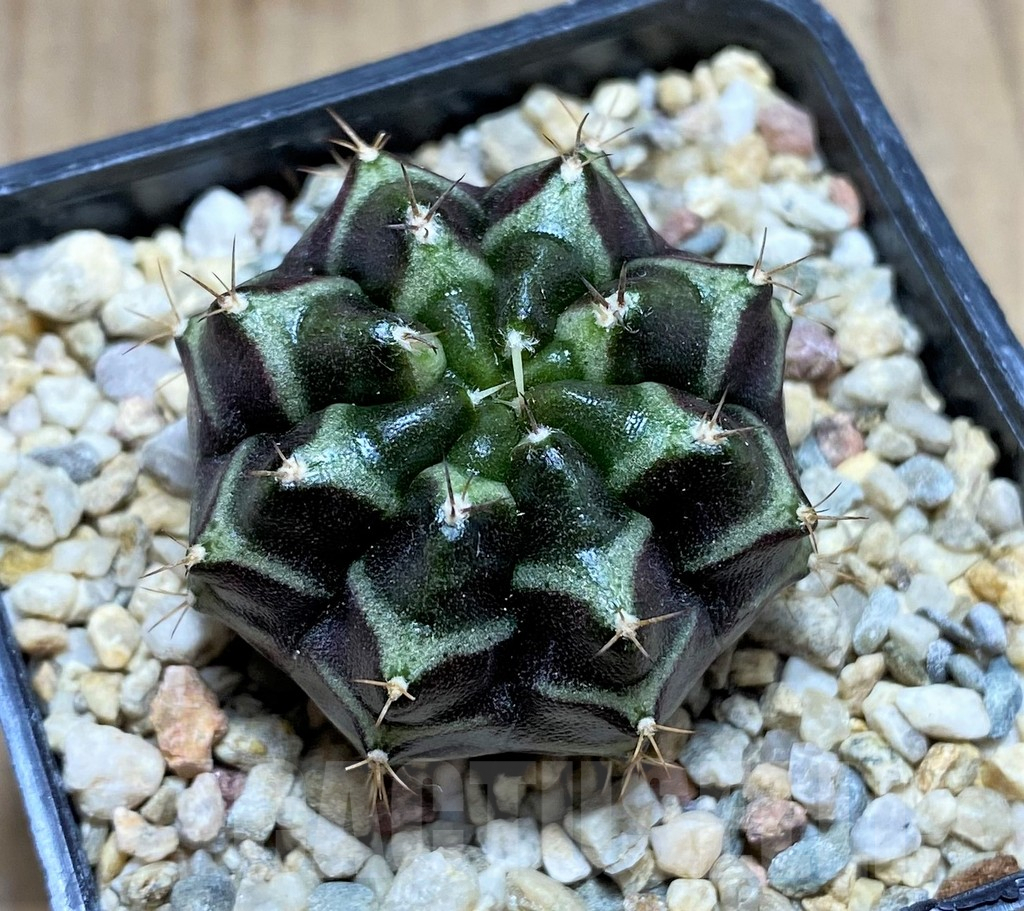 SHPR32879 Gymnocalycium mihanovichii 'Day Dream', seedling