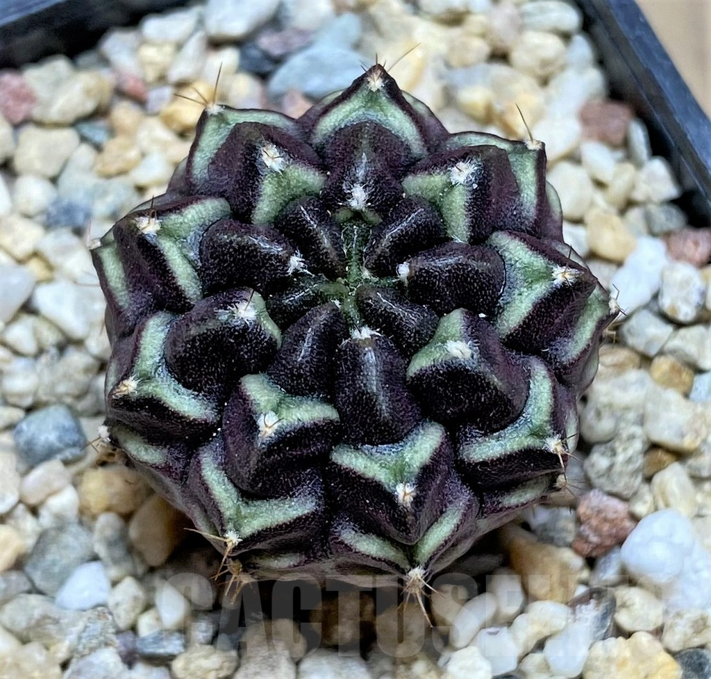 SHPR32880 Gymnocalycium mihanovichii 'Day Dream', seedling