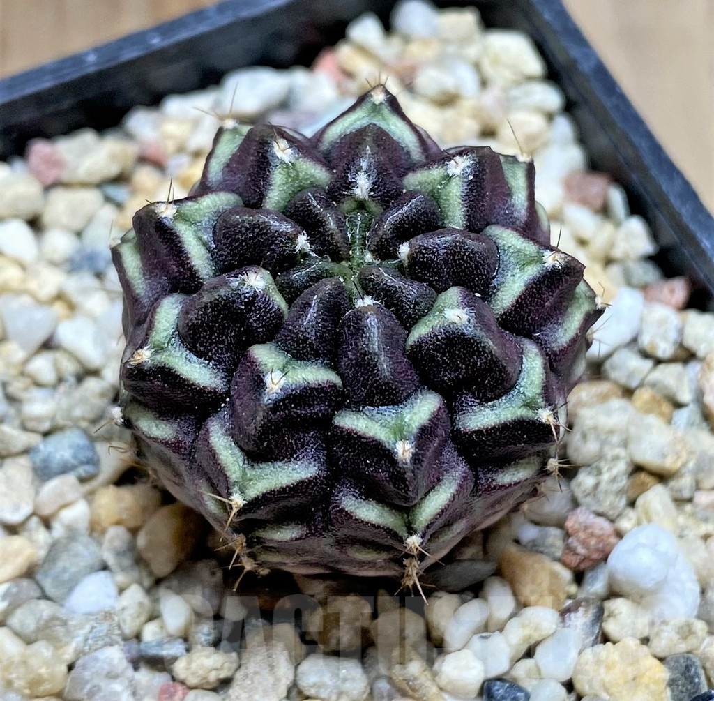 SHPR32880 Gymnocalycium mihanovichii 'Day Dream', seedling – Image 2