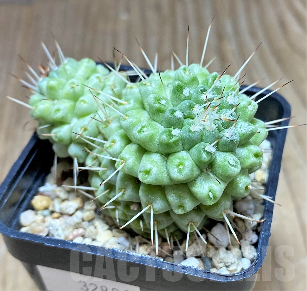 SHPR32881 Mammillaria schumannii f. monstrose