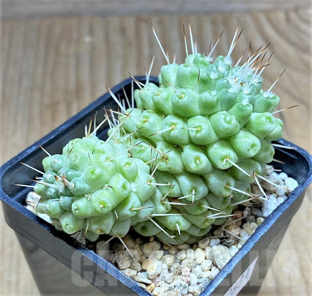 SHPR32881 Mammillaria schumannii f. monstrose - 画像 (2)