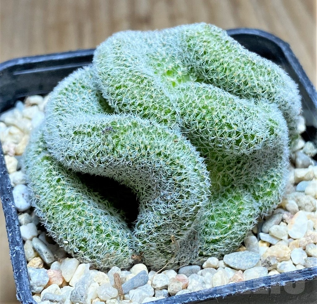 SHPR32882 Mammillaria perbella f. cristata