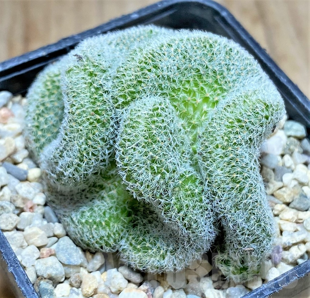 SHPR32882 Mammillaria perbella f. cristata – Image 2