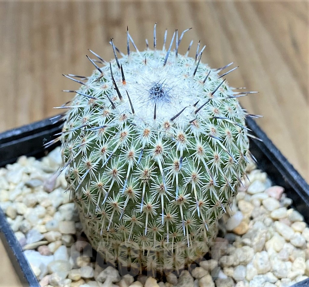 SHPR32883 Epithelantha micromeris v. unguispina