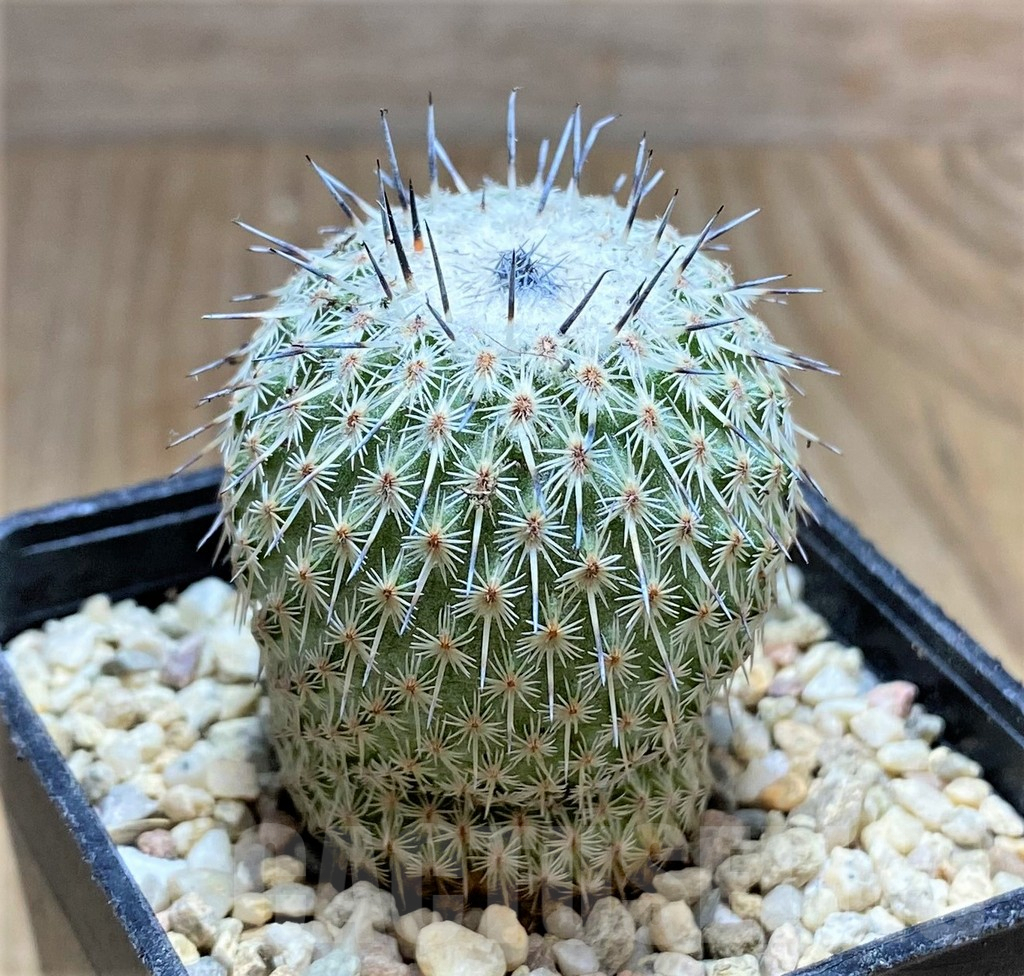 SHPR32883 Epithelantha micromeris v. unguispina - immagine 2