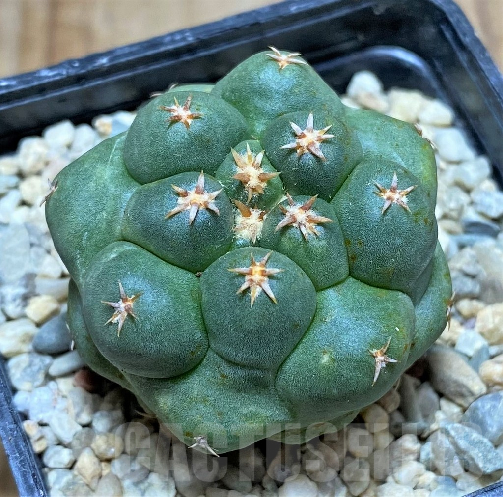 SHPR32884 Coryphantha elephantidens 'Titan'