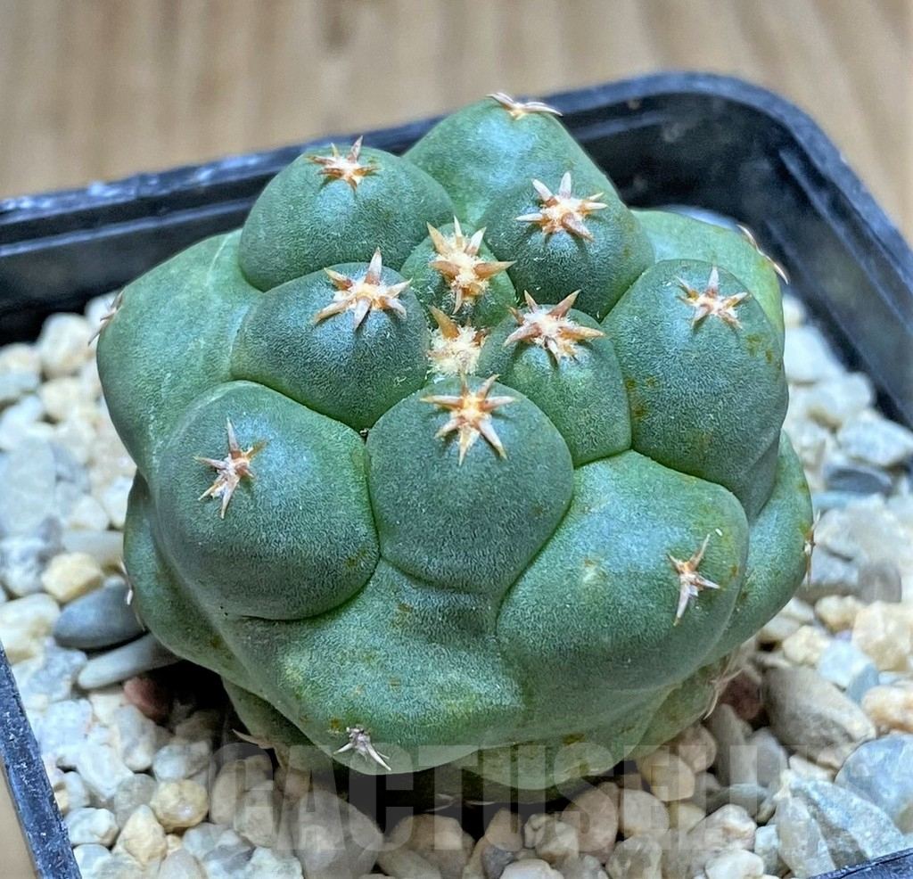 SHPR32884 Coryphantha elephantidens 'Titan' - Obrázek 2