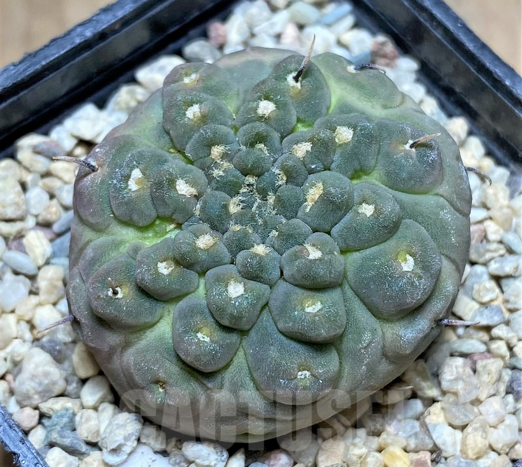 SHPR32886 Gymnocalycium bodenbenderianum 'inermis'