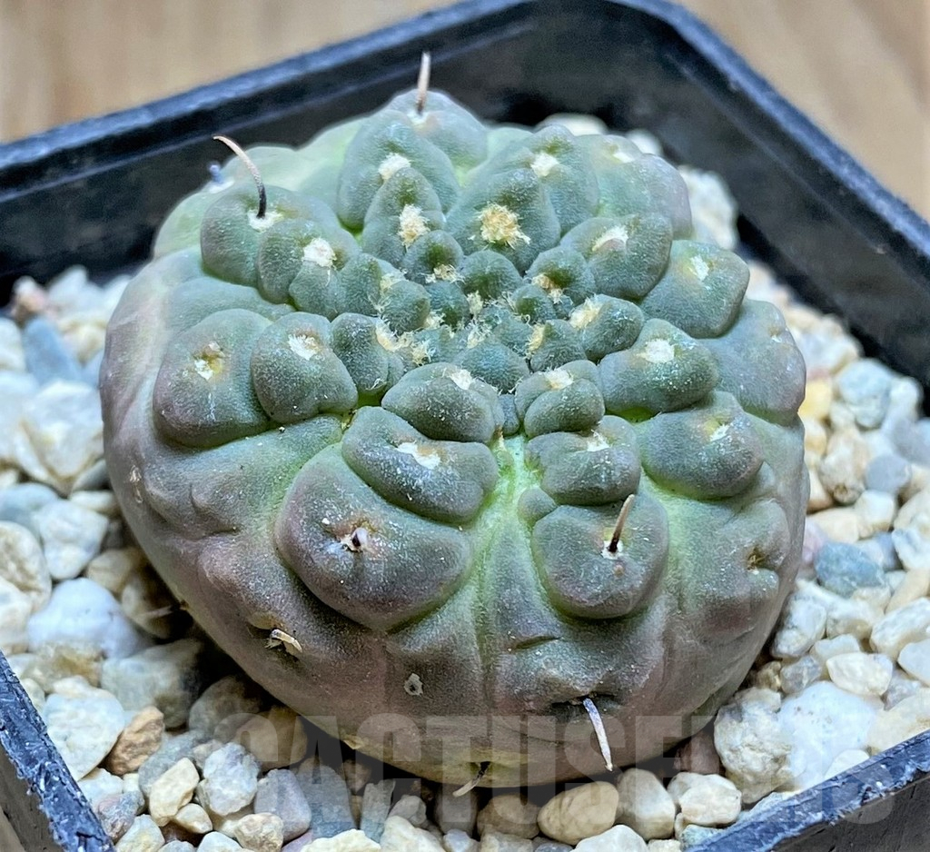 SHPR32886 Gymnocalycium bodenbenderianum 'inermis' - immagine 2