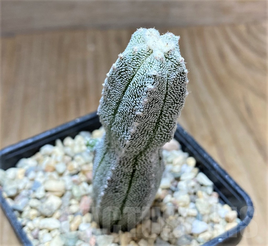SHPR32887 Astrophytum myriostigma 'Huboki'