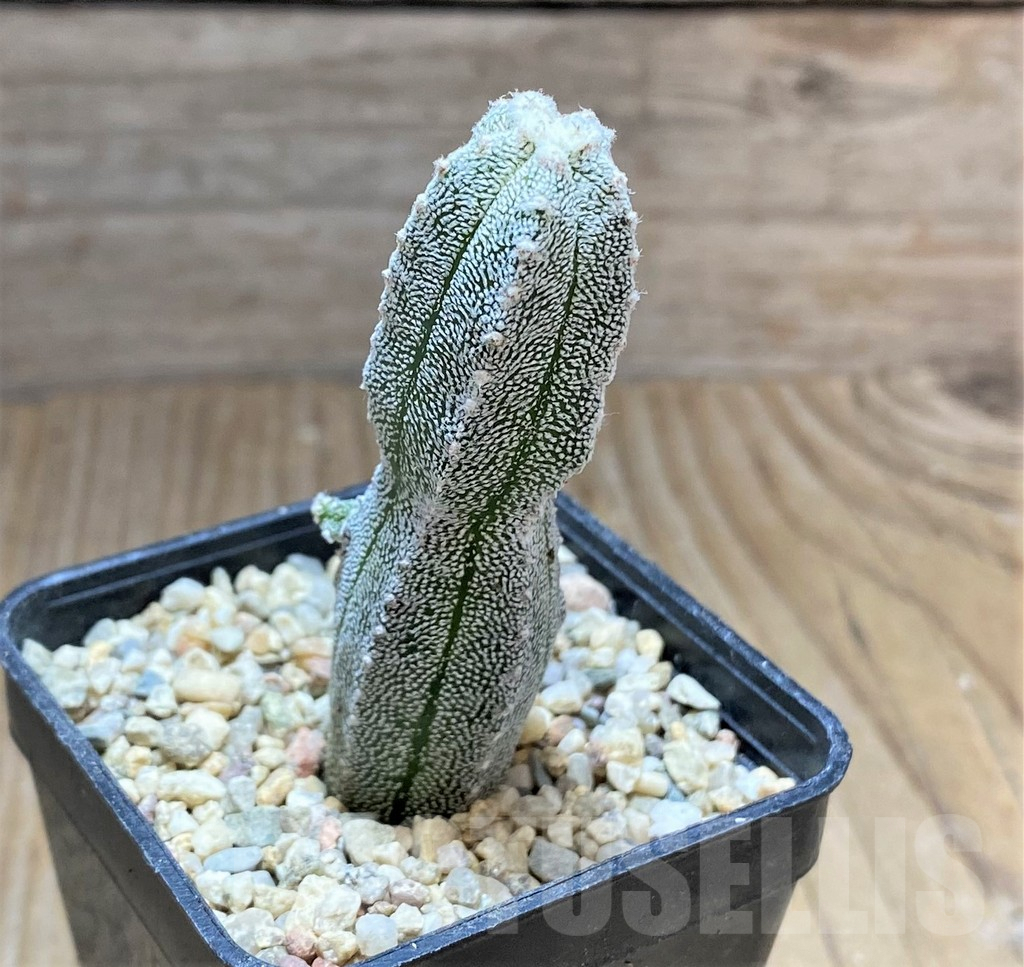 SHPR32887 Astrophytum myriostigma 'Huboki' - immagine 2