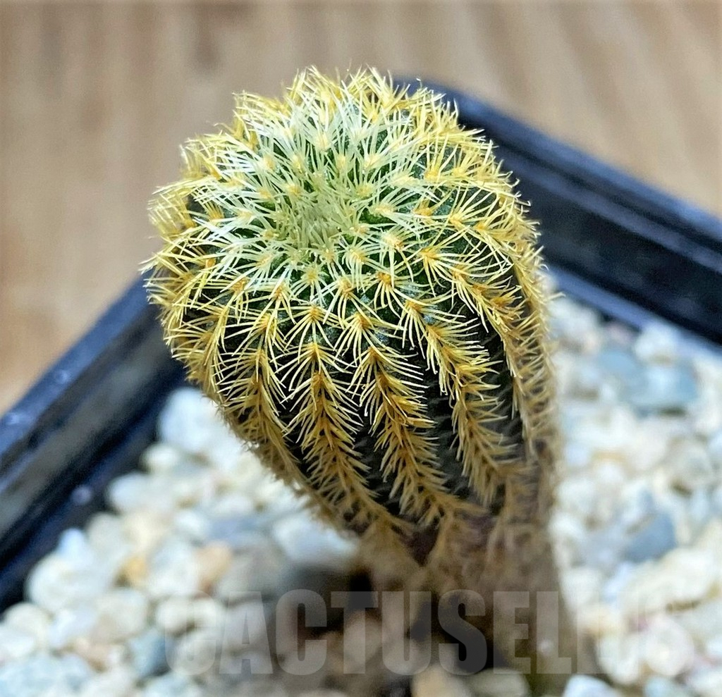 SHPR32888 Frailea mammifera