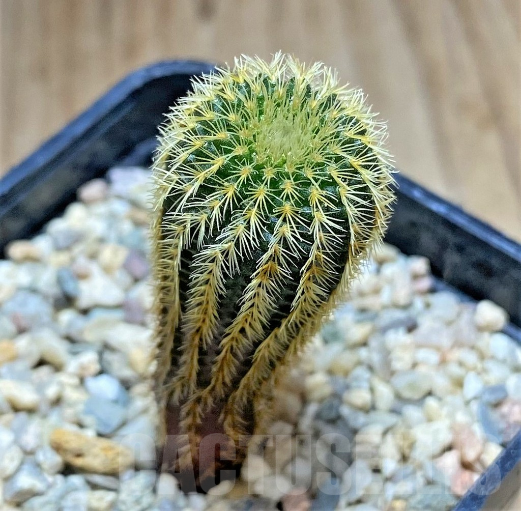 SHPR32889 Frailea mammifera