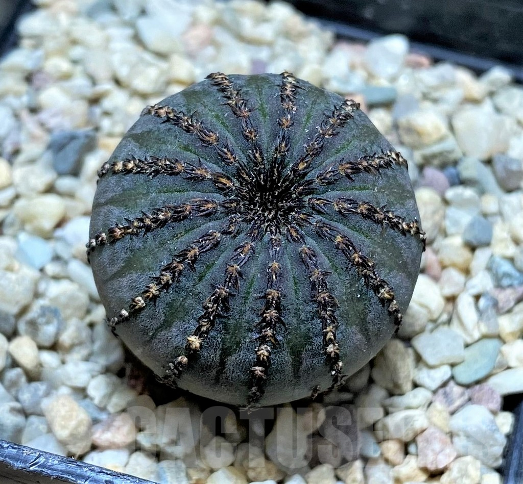 SHPR32890 Frailea asterioides